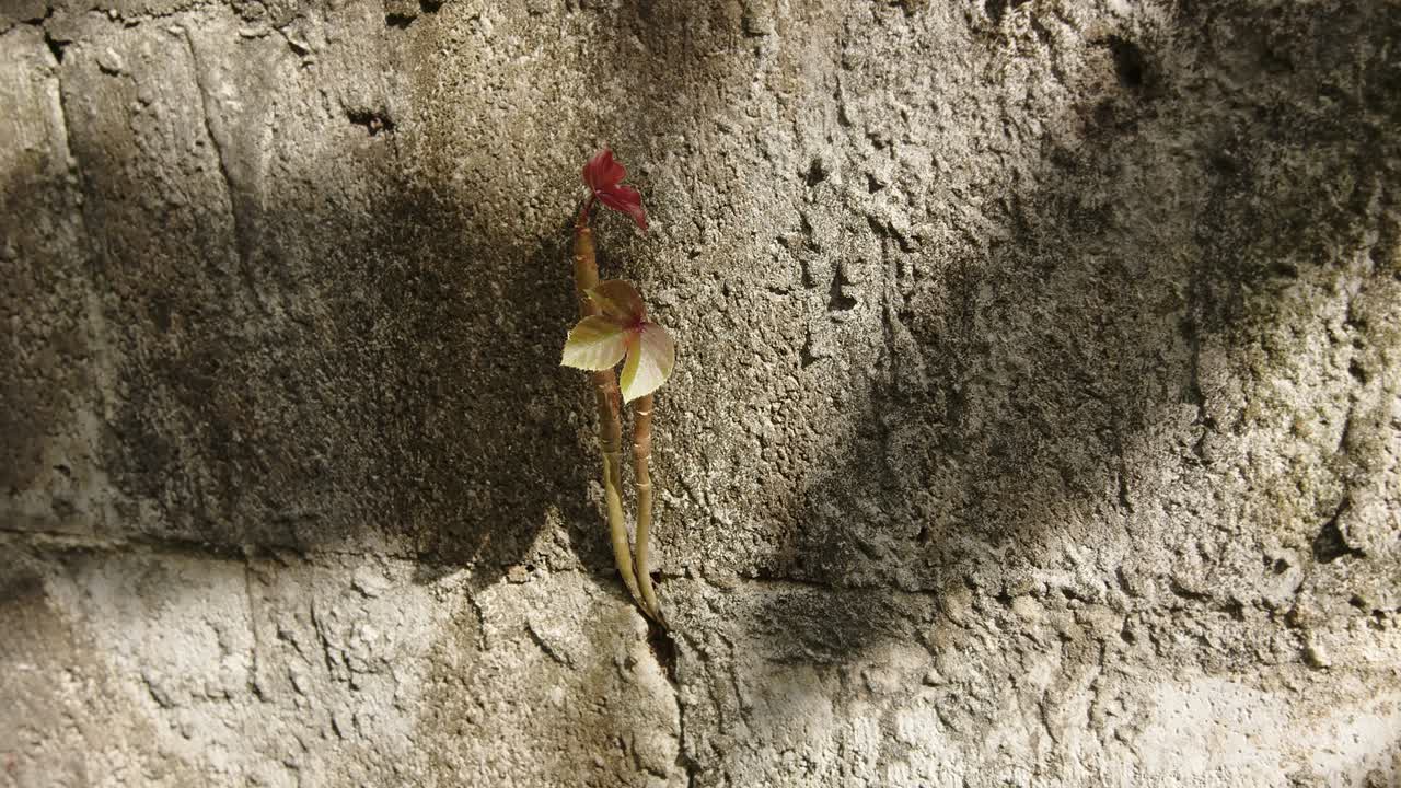 planta fuerte creciendo a través de la pared de hormigón, vista de cerca