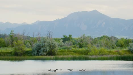 waterfowl float on walden ponds