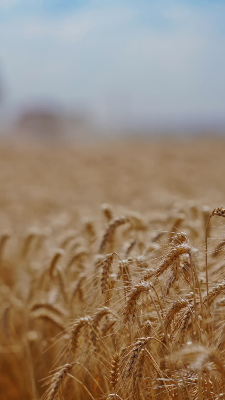 Close-up of yellow spikelets in a wheat field. Wheat field in a sunny summer day. Golden wheat field blowing by the wind. Vertical video