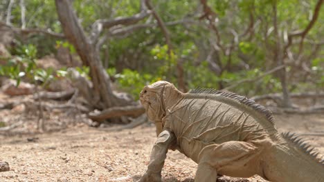 Approaching-close-up-shot-of-walking-Iguana-Lizards-walking-away-on-sandy-terrain