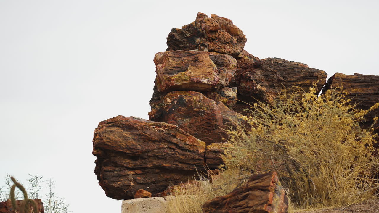 tronco de árbol gigante en el parque nacional del bosque petrificado en arizona, tiro estático