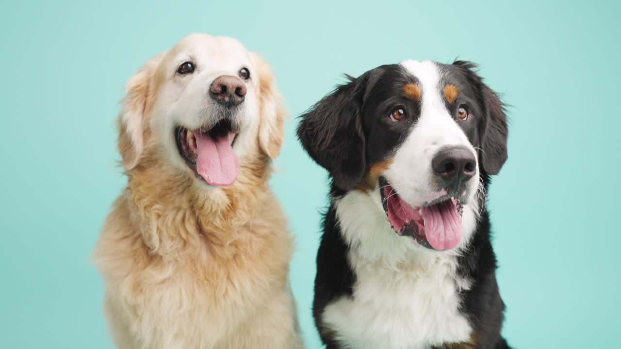 Two Dogs: Golden Retriever and Bernese Mountain Dog