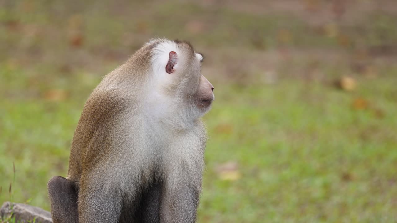 mono sentado, mirando a su alrededor, posiblemente alerta