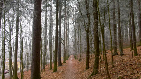 autumn walk forest path under warm sunlight with orange leaves on the ground