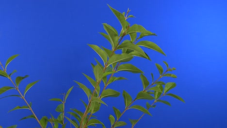 passing leafy plant - bluescreen for compositing