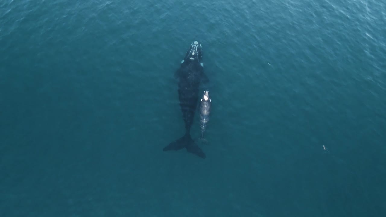 무인 항공기 탑 샷 슬로우 모션에서 남부 참고래의 어머니와 송아지