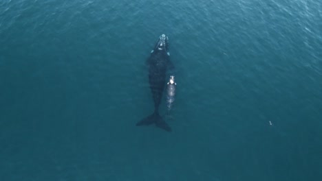 Mother-and-calf-of-southern-right-whales-from-a-drone-top-shot-slowmotion