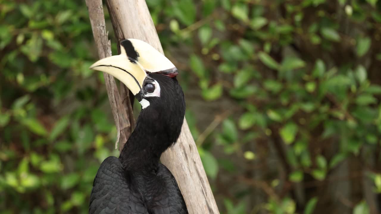 호른빌 이 나가지에서 음식을 나누고 있습니다.