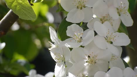 white cherry blossom petals blowing in sunny garden breeze