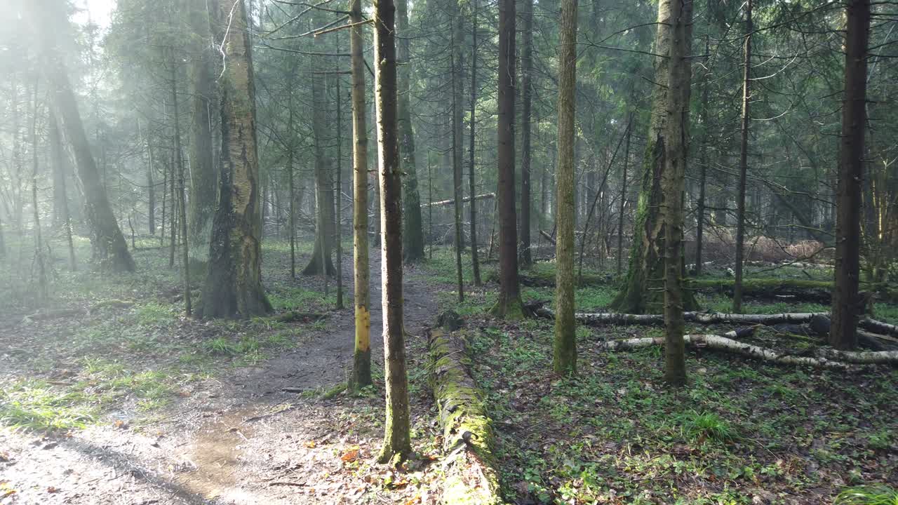 Beautiful mystic forest with green moss and lovely sun rays with misty steam and rain.