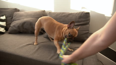 Lindo-Bulldog-Francés-Y-Dueño-Jugando-Un-Juguete-De-Cuerda-Colorido-En-La-Sala-De-Estar---Tiro-En-ángulo-Alto