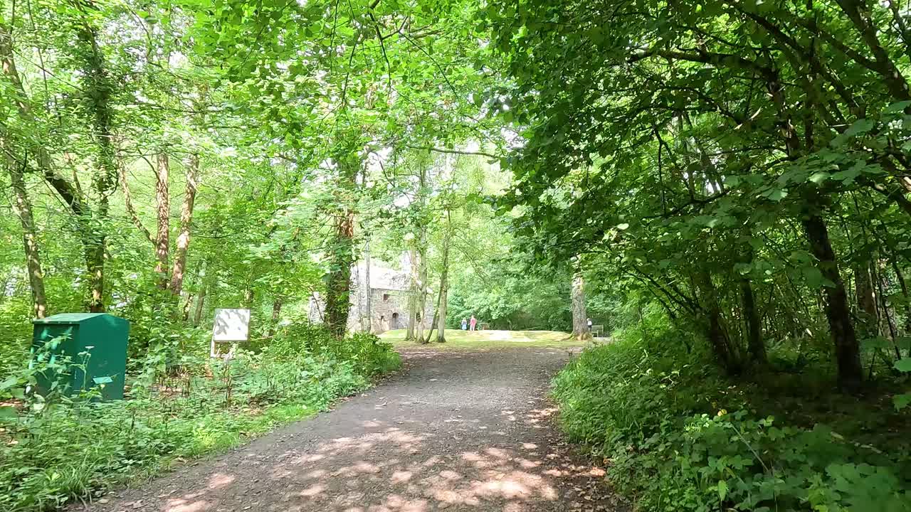 울창한 숲을 가로질러 조용한 산책