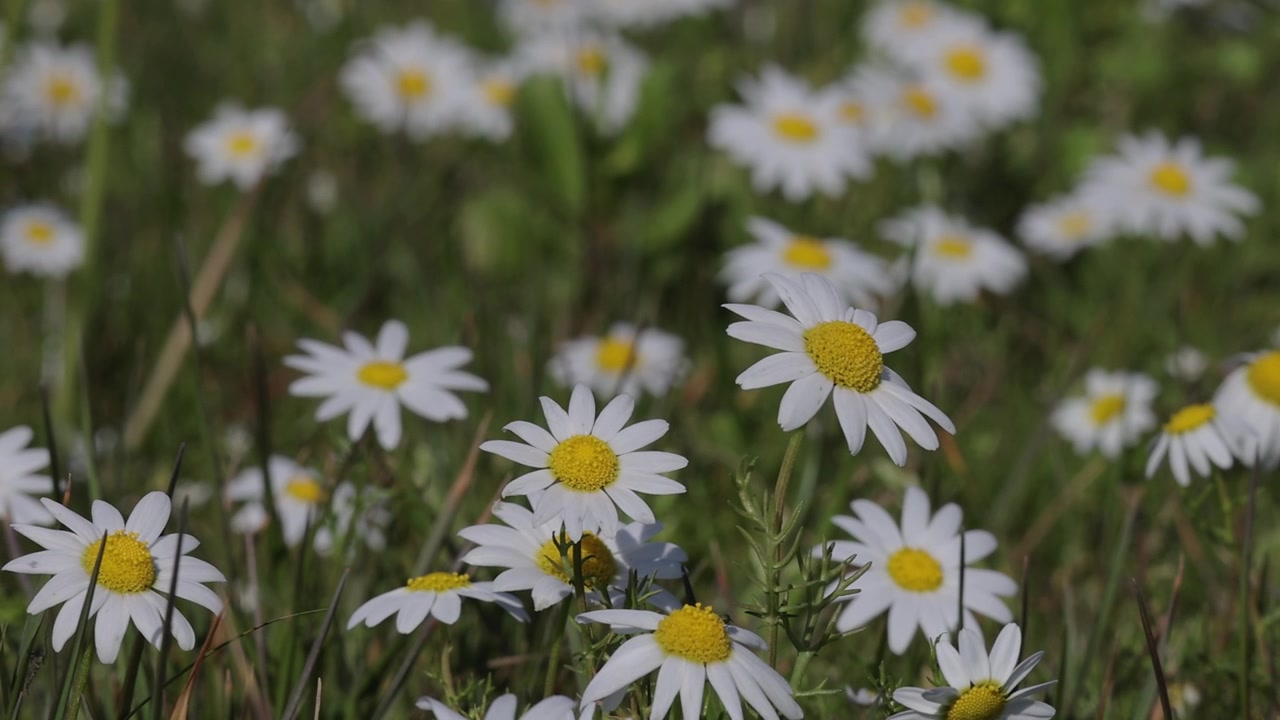 Prato di margherite comuni e fiori di campo in primavera, scatto dal basso