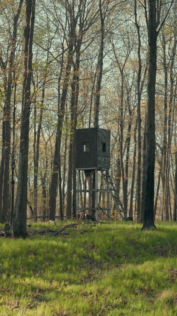 Capanno da caccia rustico in legno sopraelevato su palafitte con scala, che si erge tra alberi primaverili in germoglio in una foresta del Wisconsin con erba verde fresca sottostante