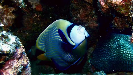 emperor angelfish super close up on coral reef