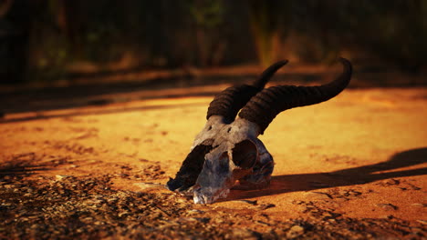 animal skull in the desert