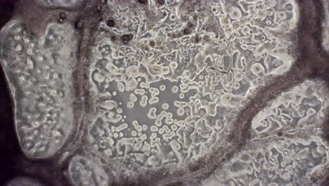 microscopic phase contrast view of the slime mold physarum polycephalum with cytoplasmic streaming