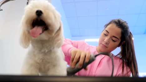 healthy dog in pet shop with woman trimming hair