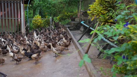 a pen full of brown ducks or mallards sitting together, panning shot