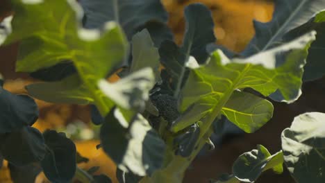 Primer-Plano-Extremo-De-Una-Planta-De-Brócoli-Mientras-Un-Agricultor-Cosecha-Plantas-Cercanas