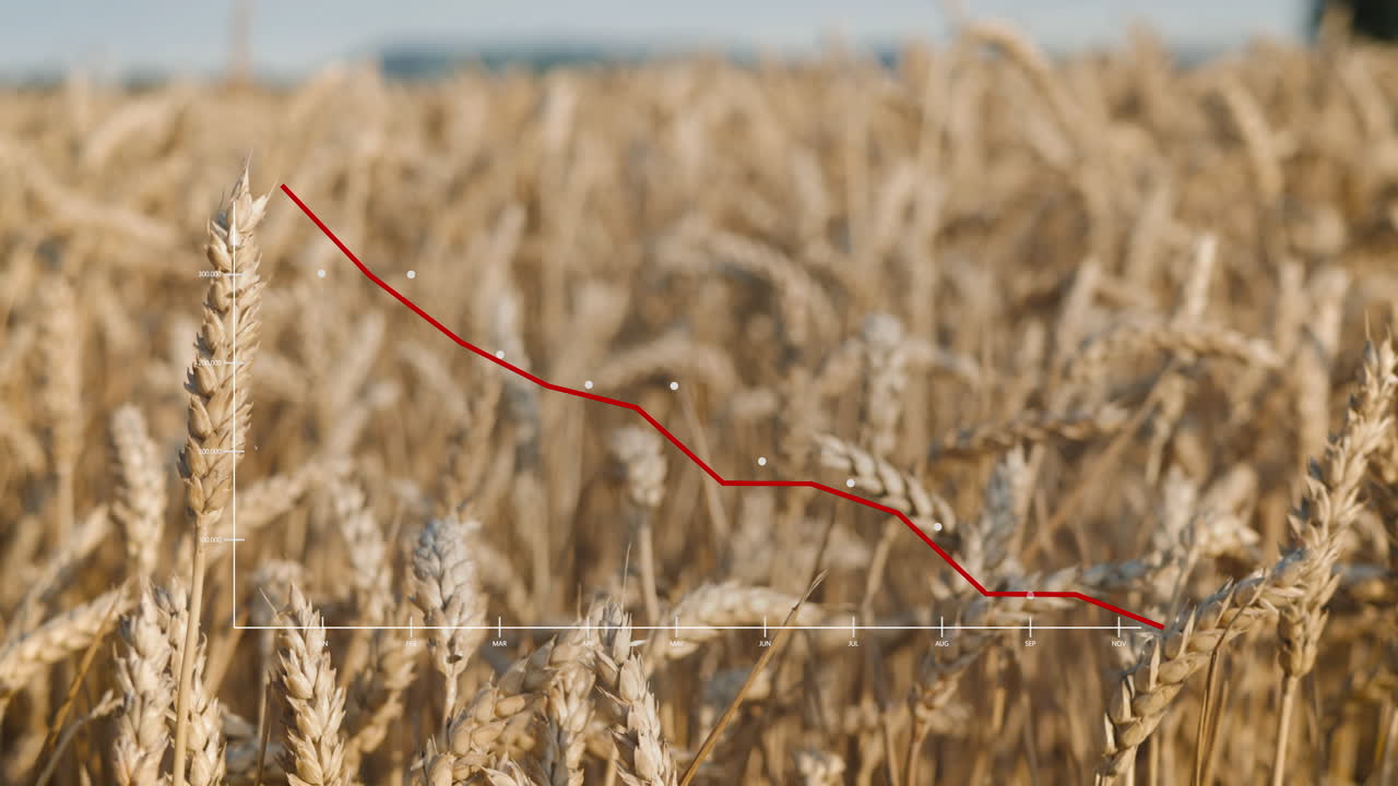 Wheat production reaches low on chart in front of a cornfield