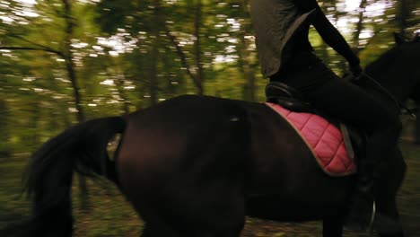 horse riding in the autumn forest. professional female rider gallop in park: young female rider on the horse on a shady forest