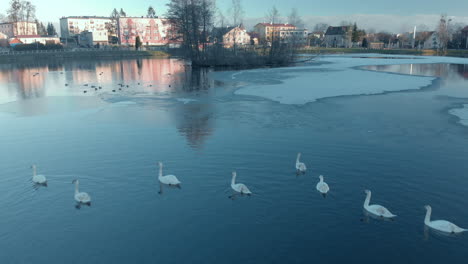 A-calm-flight-over-swans-floating-on-the-pond,-on-the-water-delicate-sheets-of-ice-and-other-ducks