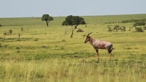 topi en el desierto africano abierto, sabana vacía con vida silvestre africana solitaria en la reserva nacional masai mara, kenia, áfrica animales de safari en la reserva masai mara norte