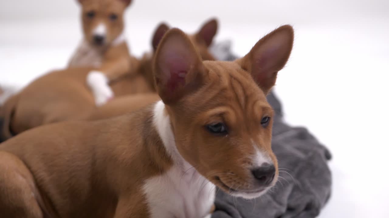 el lindo cachorro basenji se acuesta en la manta y mira a la cámara