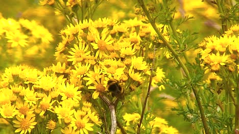 Oxford-Ragwort-growing-on-wasteland-in-the-English-town-of-Oakham-in-Rutland