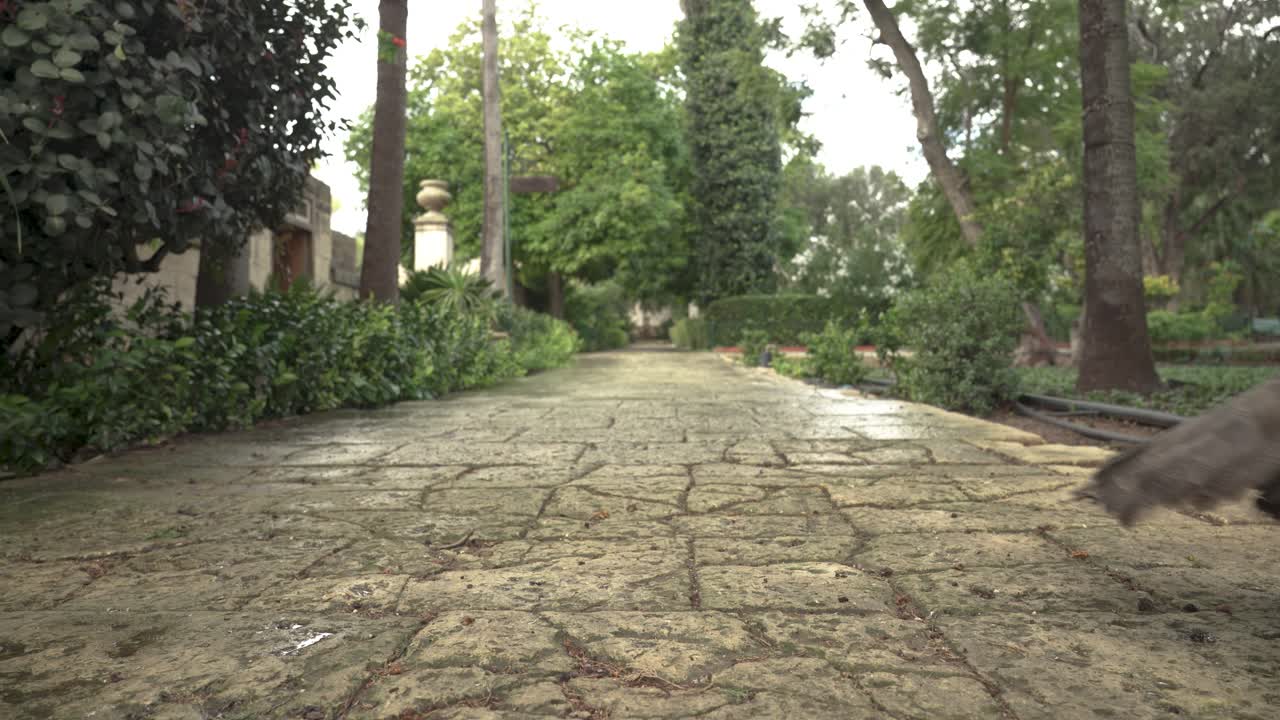 el pavo real curioso se para y mira a su alrededor en los jardines de san anton en attard