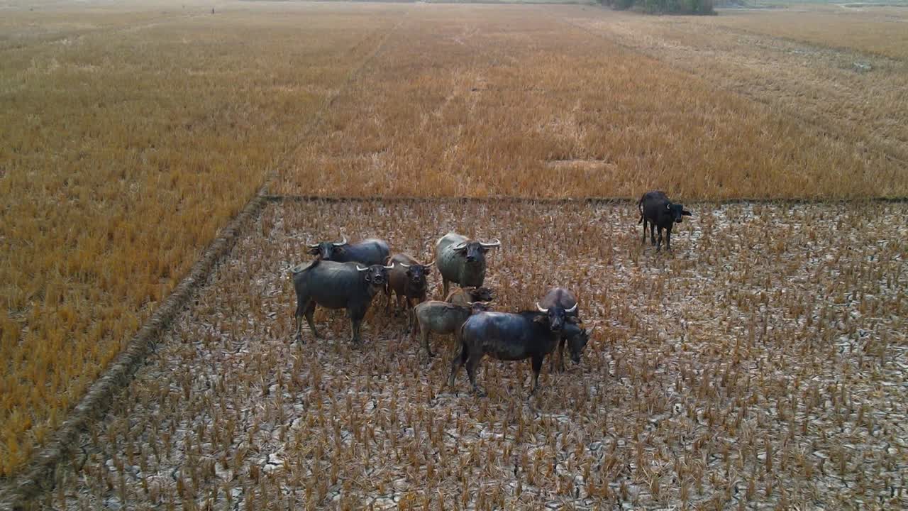 정원 을 수확 하는 사람. 꽃 과 작물 을 수확 하는 사람