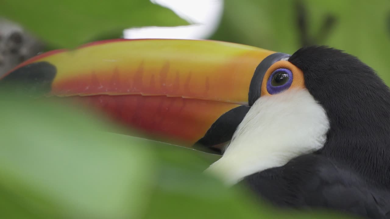 Inquadratura in primo piano in slow motion di un tucano comune incorniciato da foglie della giungla
