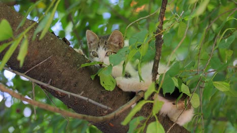 Streunendes-Kätzchen-Auf-Einem-Ast.-Eine-Streunende-Katze-Ist-Eine-Besitzlose-Hauskatze,-Die-Im-Freien-Lebt-Und-Den-Kontakt-Mit-Menschen-Vermeidet:-Sie-Lässt-Sich-Nicht-Anfassen-Oder-Berühren-Und-Bleibt-Vor-Menschen-Verborgen.