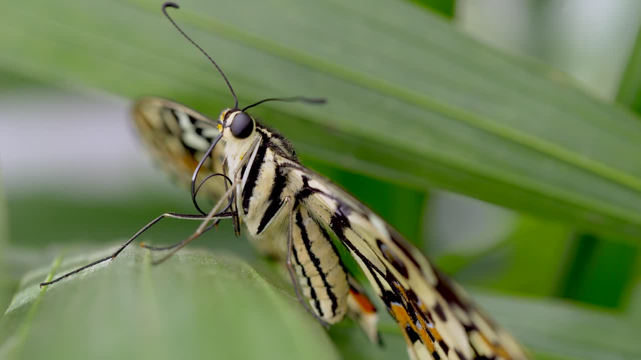 detalle macro tiro de mariposa negra amarilla descansando sobre hojas verdes de plantas en la naturaleza