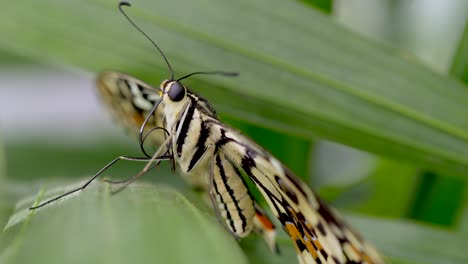 Detailmakroaufnahme-Des-Gelben-Schwarzen-Schmetterlings,-Der-Auf-Grünem-Blatt-Der-Pflanze-In-Der-Natur-Ruht