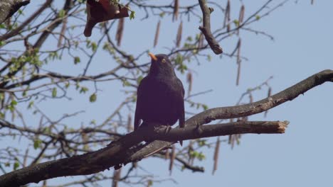 Medium-shot-of-a-young-Blackbird-sitting-on-a-swaying-branch,-defecating,-puffing-up-its-feathers-and-shaking-its-whole-body