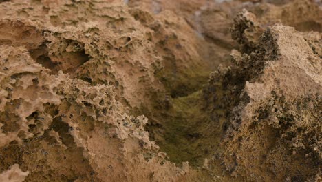 eroded limestone rock with periwinkles in rockpool