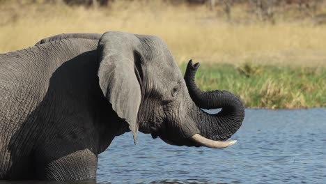 close up of an elephant in a river with its wet trunk resting on its face, khwai botswana