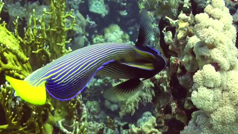 regal angelfsih alimentándose de cerca en arrecifes de coral tropicales