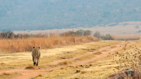 rear view of lioness off on hunt along dirt track next to dry grass field