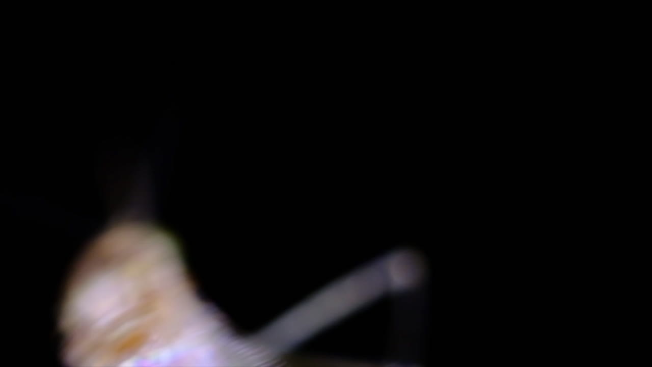 Macro Close-up of an Insect's Head with Compound Eyes