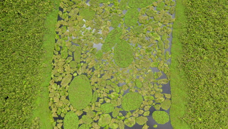 Cinematic-downward-angle-drone-shot-of-the-Amazon-river-with-lush-foliage-growing-on-the-water-in-Peru,-slowly-moving-forward