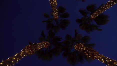 night time christmas decorated palms in string lights looking up