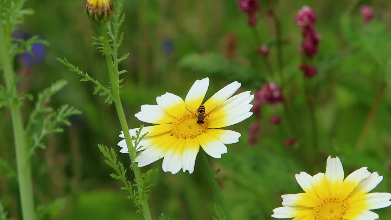hoverfly en la flor de margarita de la corona. gales. reino unido