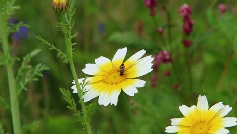 hoverfly en la flor de margarita de la corona. gales. reino unido