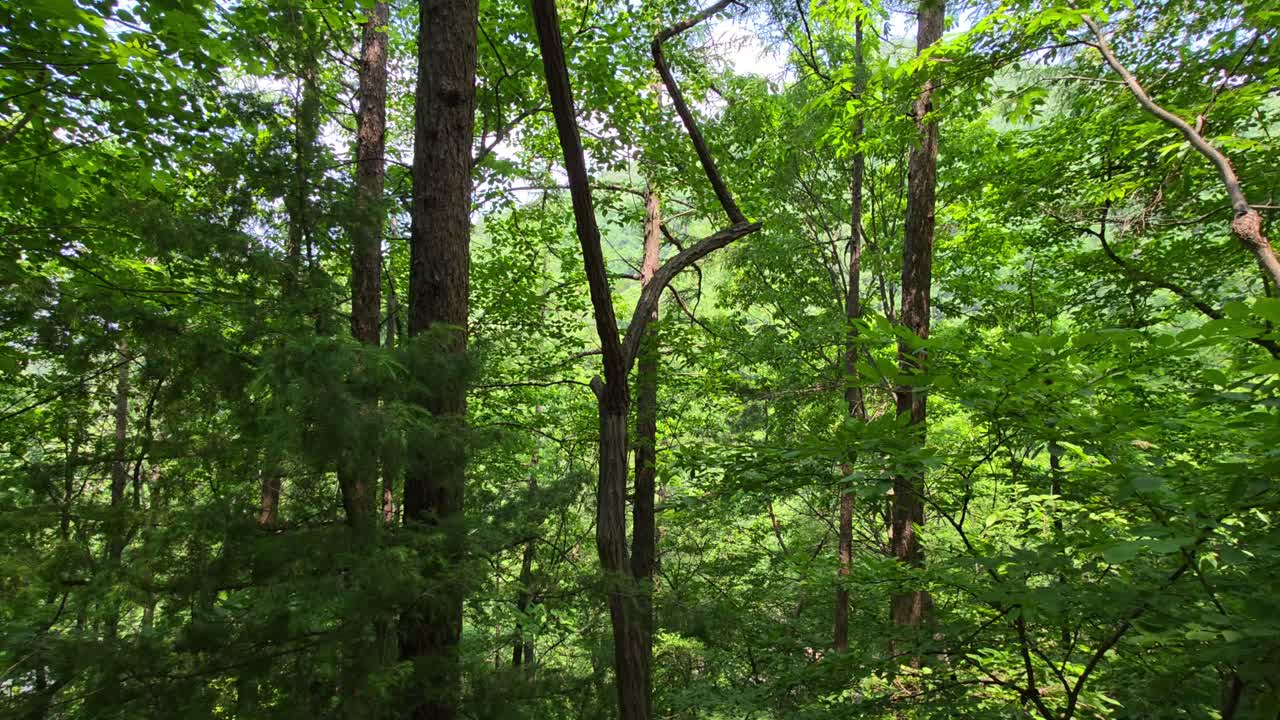 Dense green trees and sunlit foliage in the tranquil woods of Maninsan Ecological Park, Camera moves right across