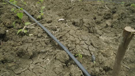 Toma-Panorámica-Lenta-De-Plantas-Chupadoras-De-Pimiento-Morrón-Listas-Para-Entrar-En-El-Cultivo-De-Plantas-Terrestres-Y-Cultivo-De-Cultivos-Frescos-Y-Saludables