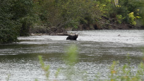 oso grizzly caminando por aguas poco profundas en busca de pescado fresco, río atnarko