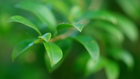 close-up of some green leaves in the garden.